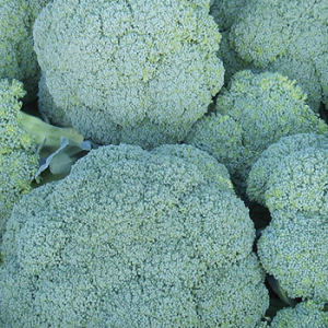 Terranova Seeds - Broccoli Corato