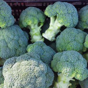 Terranova Seeds - Broccoli Dynasty