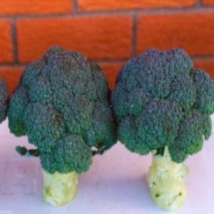 Terranova Seeds - Broccoli Greenbelt