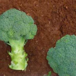 Terranova Seeds - Broccoli Imperial