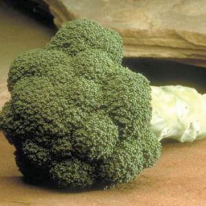 Terranova Seeds - Broccoli Marathon