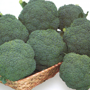 Terranova Seeds - Broccoli Thunderdome