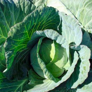 Terranova Seeds - Cabbage Bond