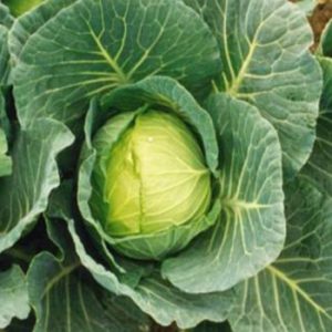 Terranova Seeds - Cabbage Green Coronet