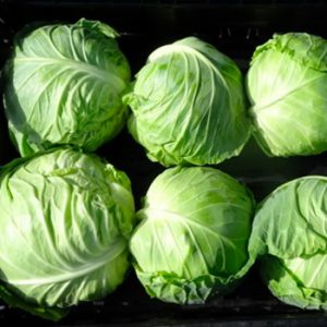 Terranova Seeds - Cabbage Lancer