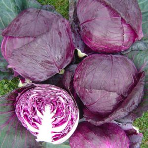 Terranova Seeds - Cabbage Red Queen