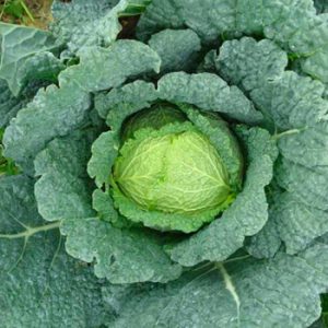 Terranova Seeds - CabbageSavoy Ace