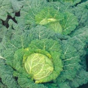 Terranova Seeds - Cabbage SavoySavoy King