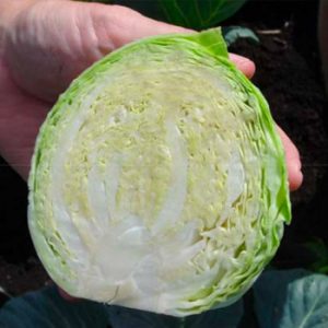 Terranova Seeds - Cabbage Star Bright