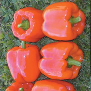Terranova Seeds - Capsicum Alice