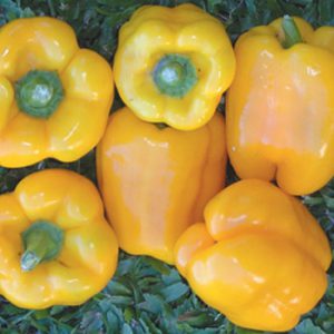 Terranova Seeds - Capsicum Broadbeach