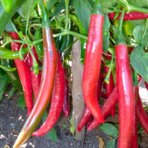 Terranova Seeds - Capsicum Dagger
