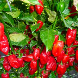 Terranova Seeds - Capsicum Furnace