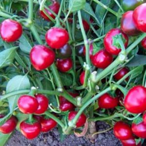 Terranova Seeds - Capsicum Fusion
