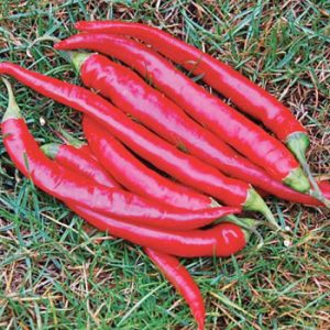 Terranova Seeds - Capsicum Long Red Cayenne Thick