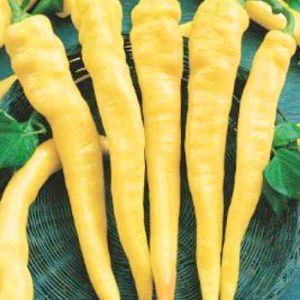 Terranova Seeds - Capsicum Long Sweet Yellow
