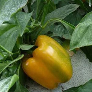 Terranova Seeds - Capsicum Mildred