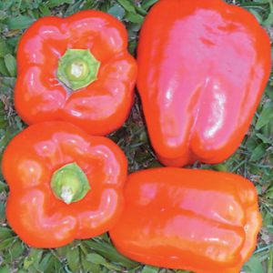 Terranova Seeds - Capsicum Olga