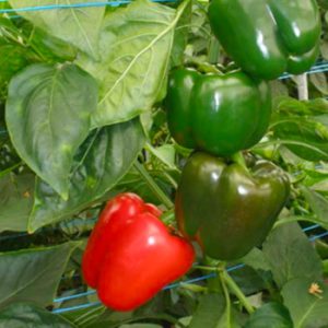 Terranova Seeds - Capsicum Relampago