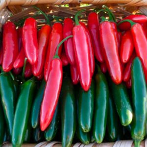 Terranova Seeds - Capsicum Satan