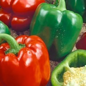 Terranova Seeds - Capsicum Yolo Wonder
