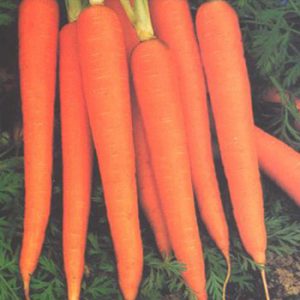 Terranova Seeds - Carrot All Seasons