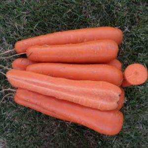 Terranova Seeds - Carrot Augusta