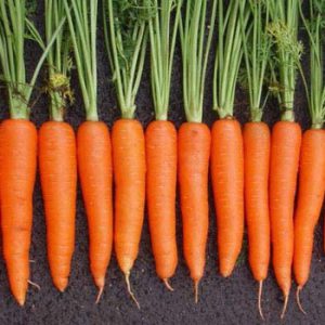 Terranova Seeds - Carrot Cambridge