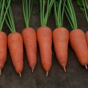 Terranova Seeds - Carrot CCO-018