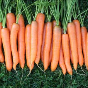 Terranova Seeds - Carrot Darcy