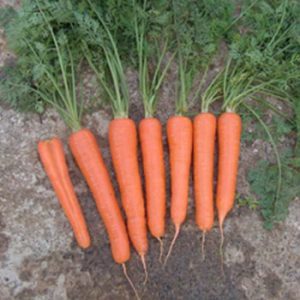 Terranova Seeds - Carrot Forge
