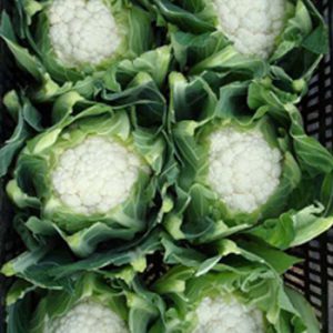 Terranova Seeds - Cauliflower Crenique