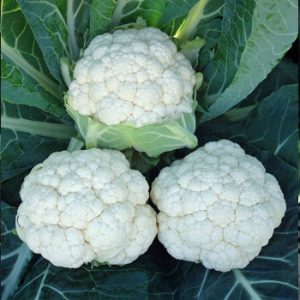 Terranova Seeds - Cauliflower Estatique