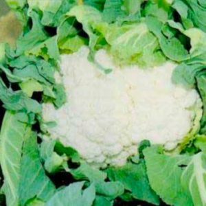 Terranova Seeds - Cauliflower Selection 174