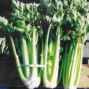 Terranova Seeds - Celery Green Giant