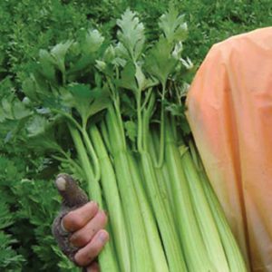 Terranova Seeds - Celery Sierra