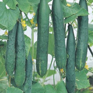 Terranova Seeds - Cucumber Burpless Tasty Green