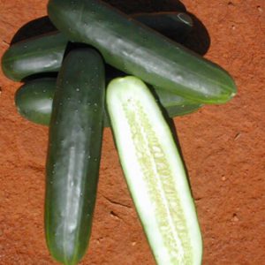Terranova Seeds - Cucumber Camelot