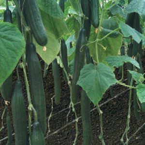 Terranova Seeds - Cucumber Caronte