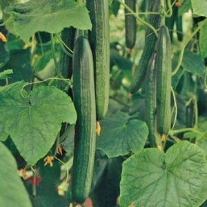 Terranova Seeds - Cucumber Carranza