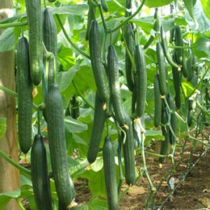 Terranova Seeds - Cucumber Monjavo