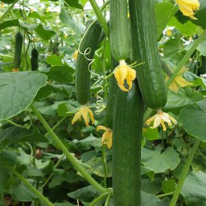 Terranova Seeds - Cucumber Myola