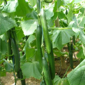 Terranova Seeds - Cucumber Voreas