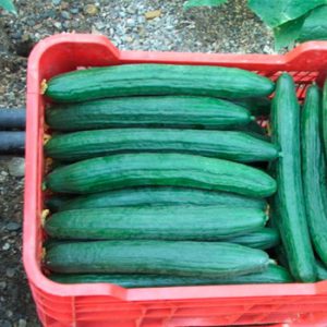 Terranova Seeds - Cucumber York
