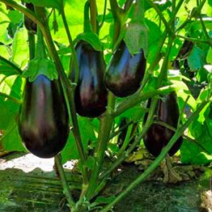 Terranova Seeds - Eggplant Barcelona