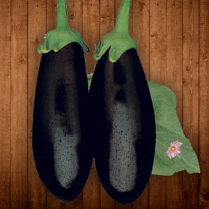 Terranova Seeds - Eggplant Cosmos