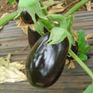 Terranova Seeds - Eggplant Lisbon