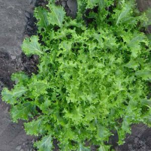 Terranova Seeds - Endive Topaz