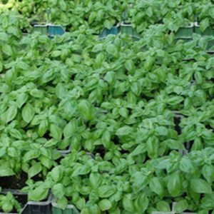 Terranova Seeds - Herb Basil Genoveser