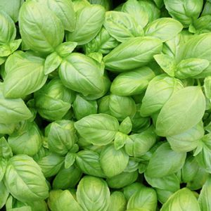 Terranova Seeds - Herb Basil Marion